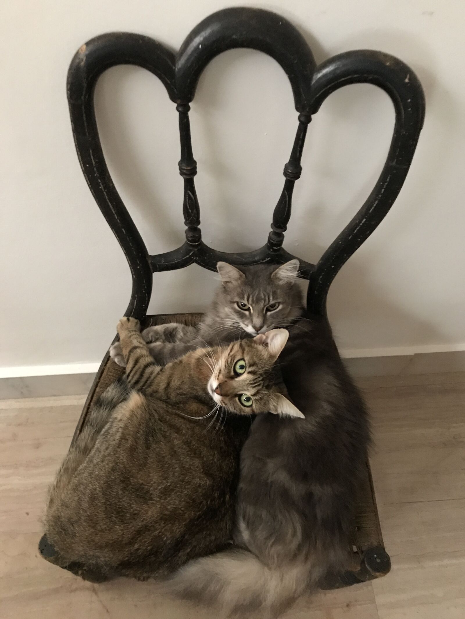 Apple iPhone 7 sample photo. Cats, cat, chair photography