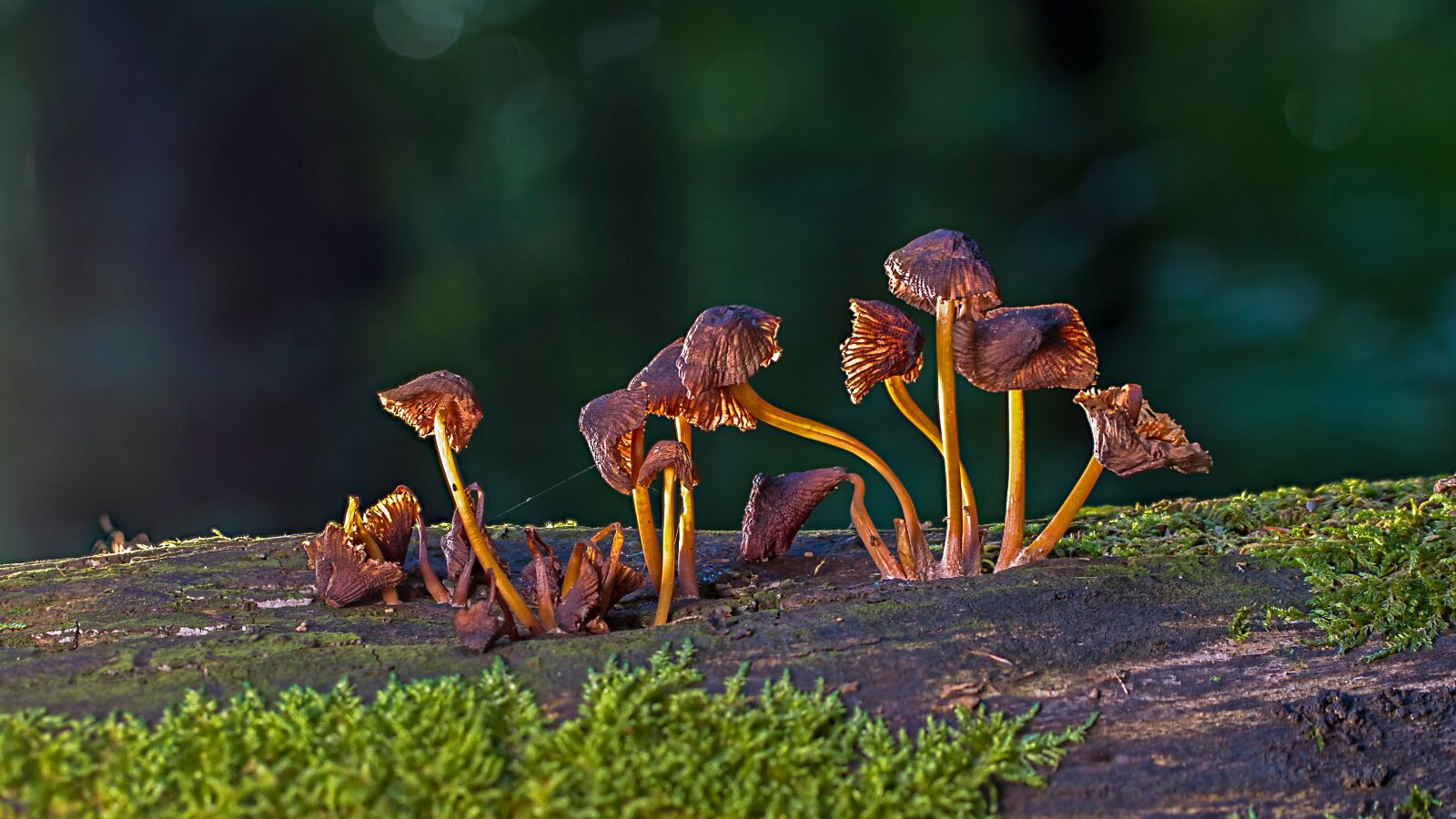 Tamron SP AF 60mm F2 Di II LD IF Macro sample photo. Mushroom, mushrooms, sponge photography
