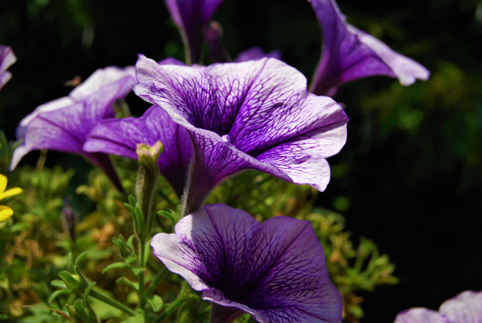 Nikon D40X sample photo. Flower, violet, nature photography