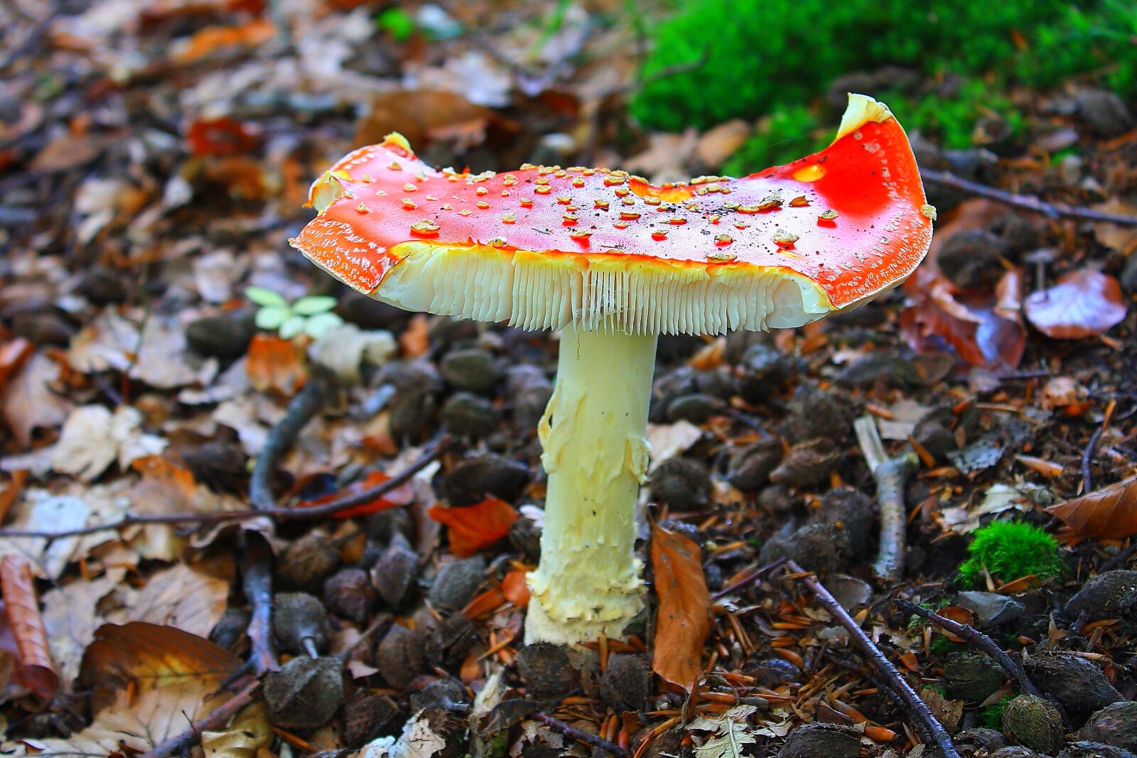 Canon EOS 1000D (EOS Digital Rebel XS / EOS Kiss F) sample photo. Fly agaric, toxic, damaged photography