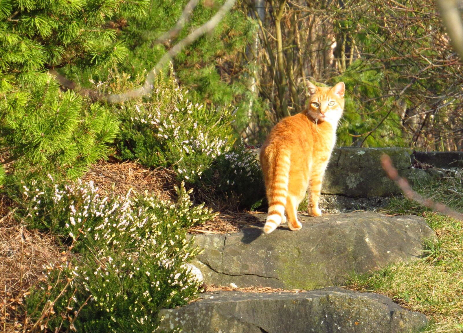 Canon PowerShot SX50 HS sample photo. Cat, animals, garden photography