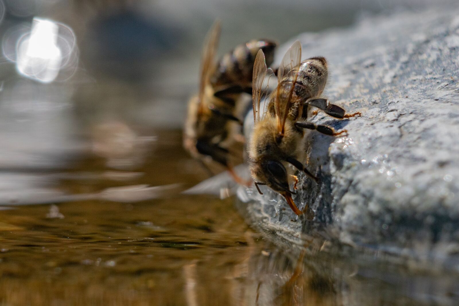 Nikon D3300 sample photo. Bee, water, macro photography