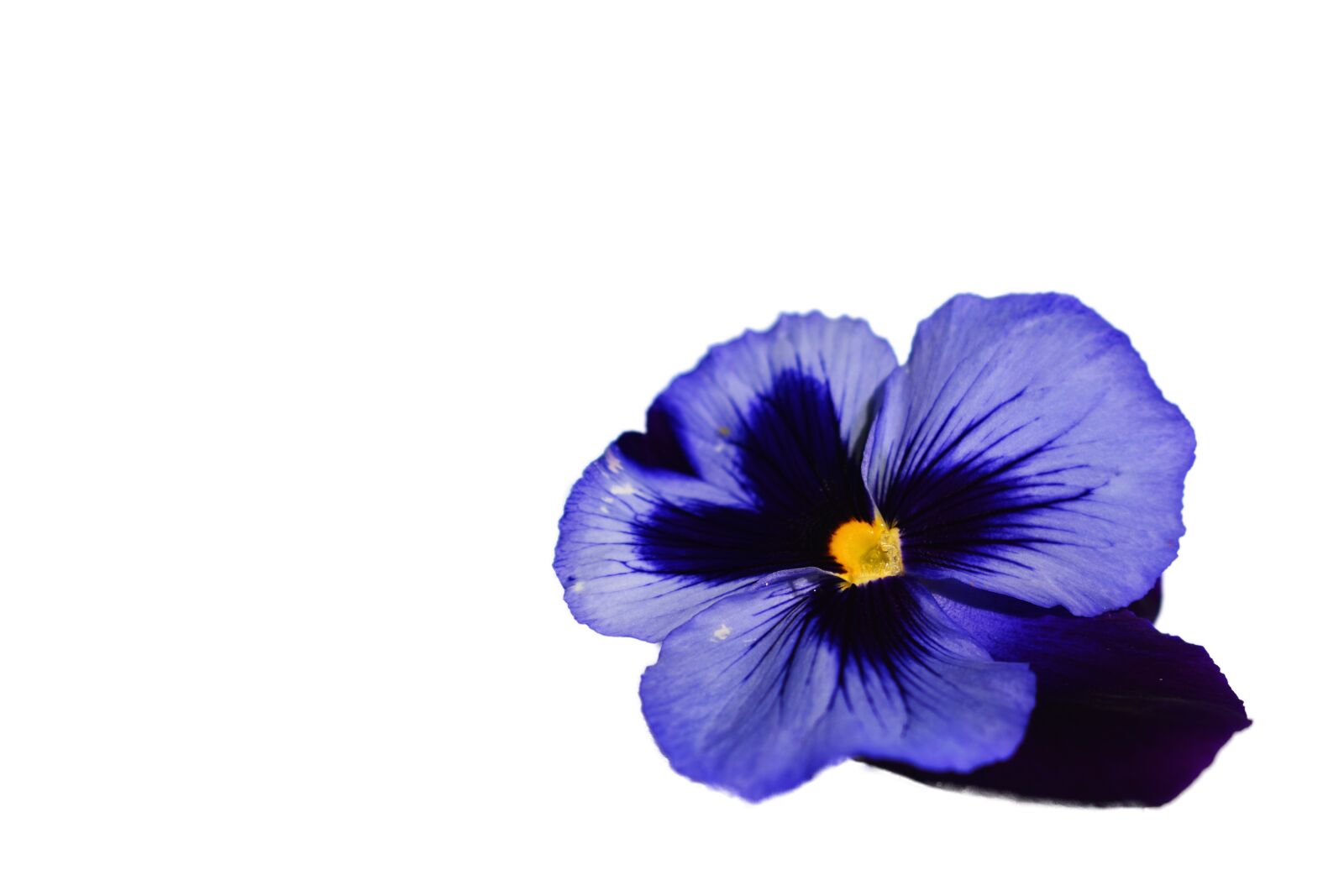Nikon D3400 sample photo. Pansy, flower, spring photography