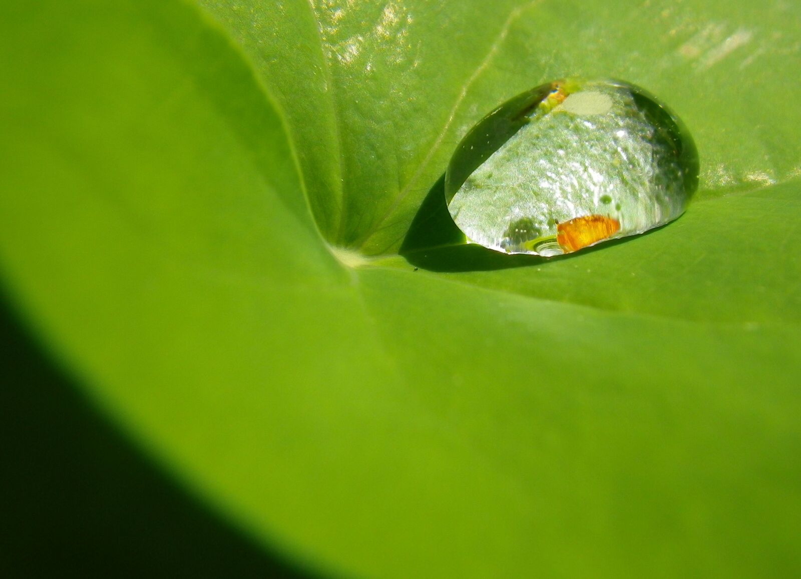 Pentax Optio W90 sample photo. Drop of water, drip photography