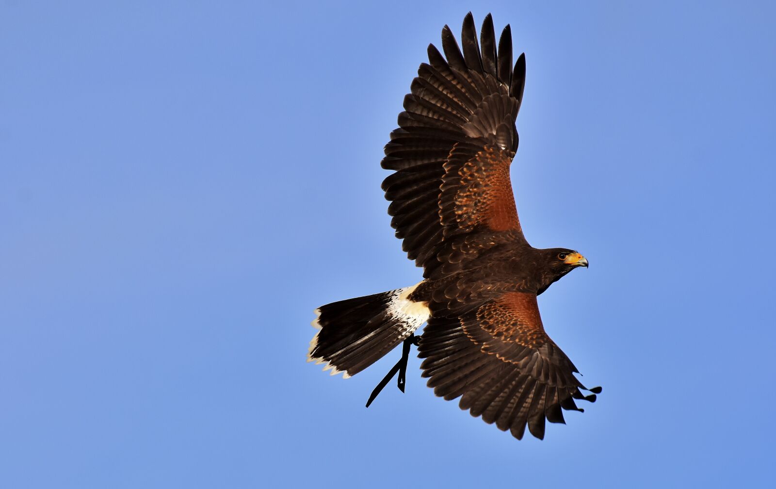 Nikon D7200 sample photo. Adler, raptor, bird of photography