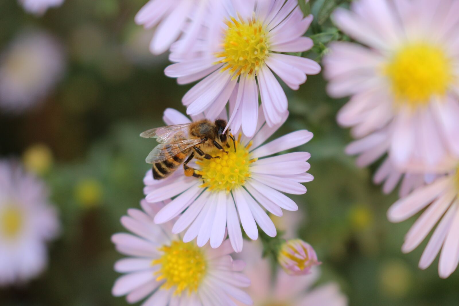 Canon EOS 100D (EOS Rebel SL1 / EOS Kiss X7) sample photo. Bee, flowers, nectar photography