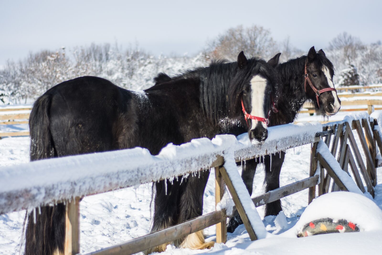 Nikon D7200 sample photo. Horses, winter, snow photography