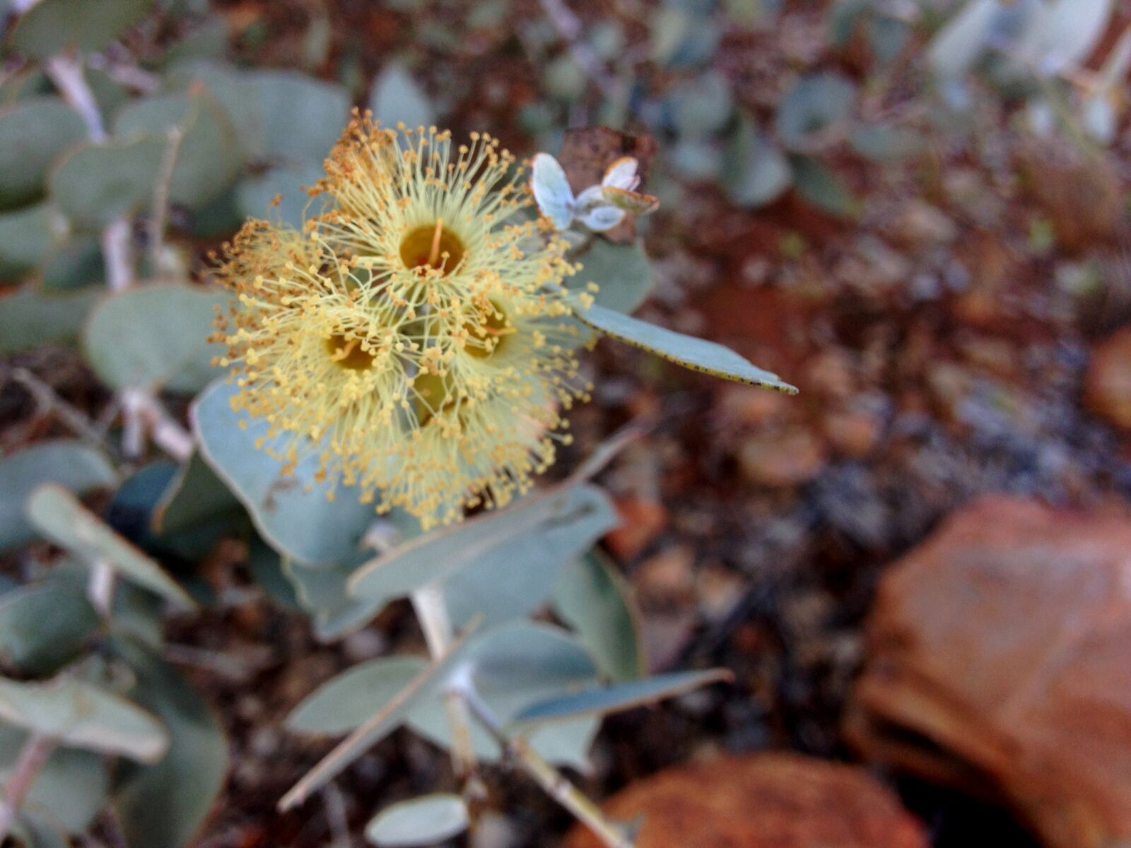 iPhone 5c back camera 4.12mm f/2.4 sample photo. Bush, desert, flower, gum photography
