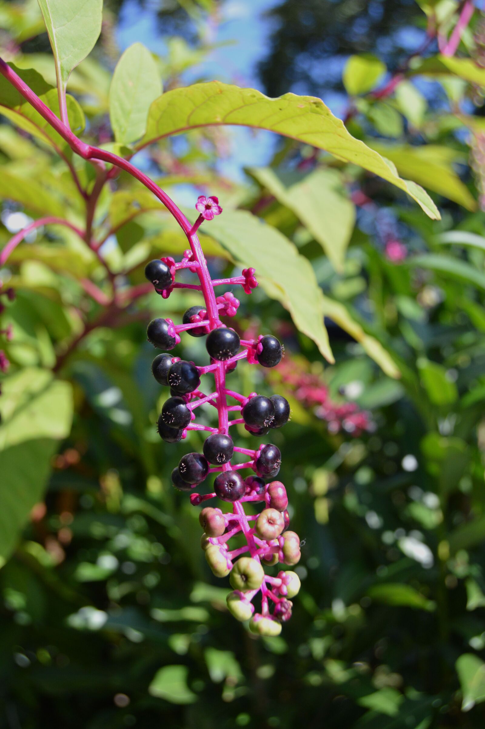 Nikon D3200 sample photo. Flower, nature, purple photography