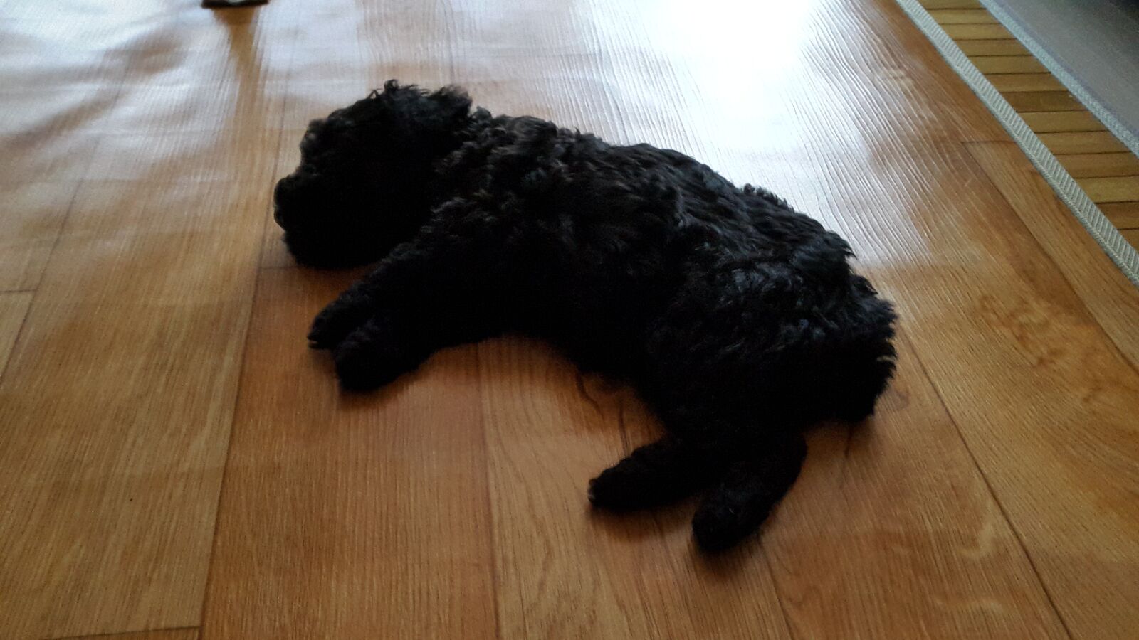 Samsung Galaxy Alpha sample photo. Dog, black, puppy photography