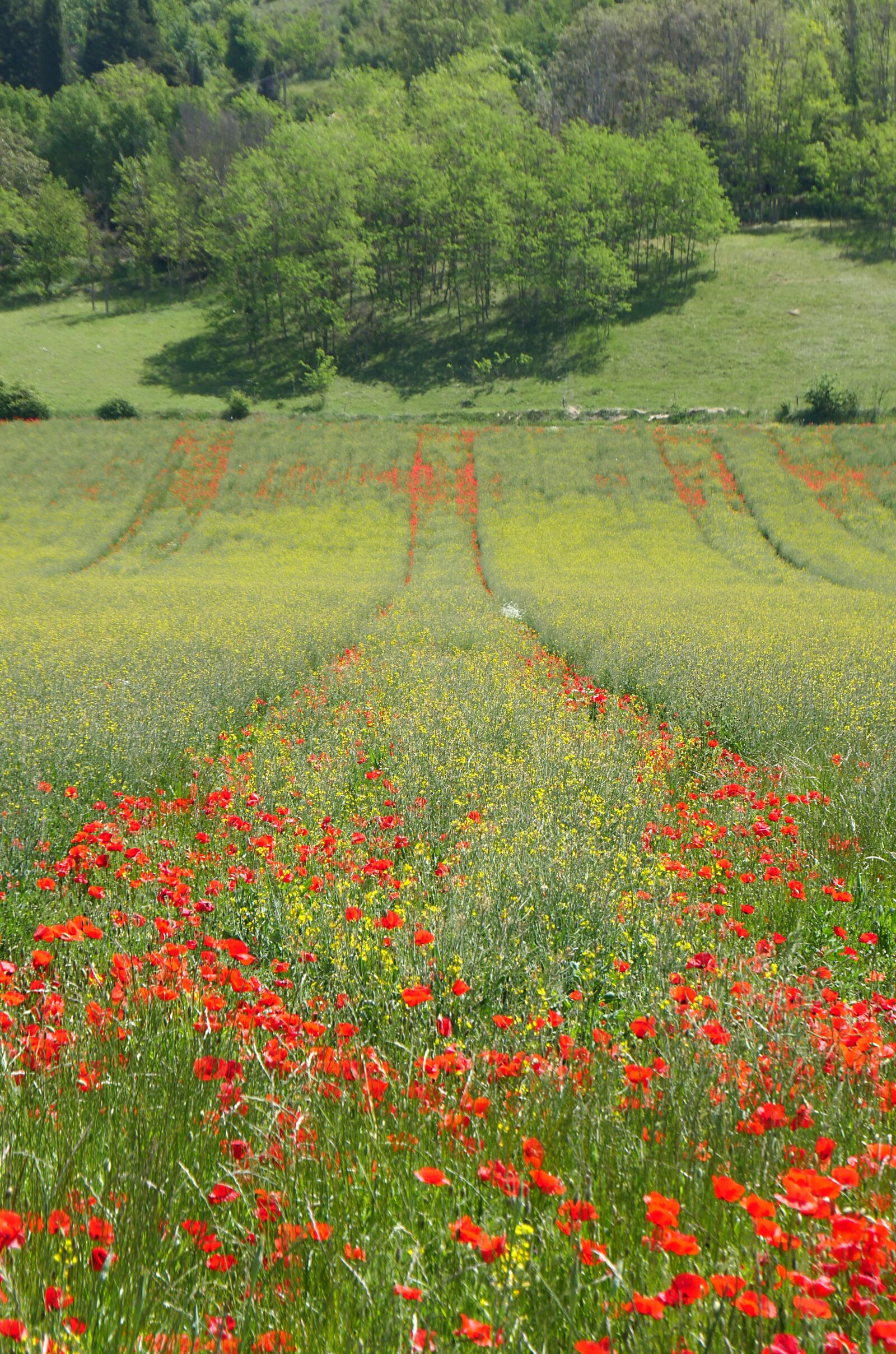 Panasonic Lumix DMC-GX8 sample photo. Biodiversity, poppy, wheat photography