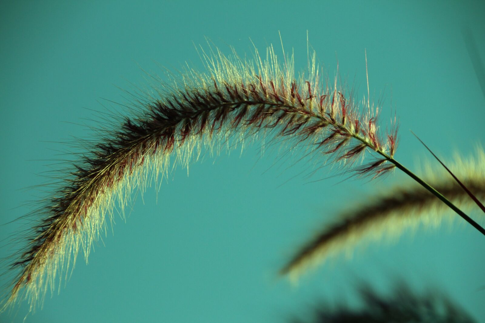 Canon EOS 650D (EOS Rebel T4i / EOS Kiss X6i) sample photo. Bamboo grassedit this page photography