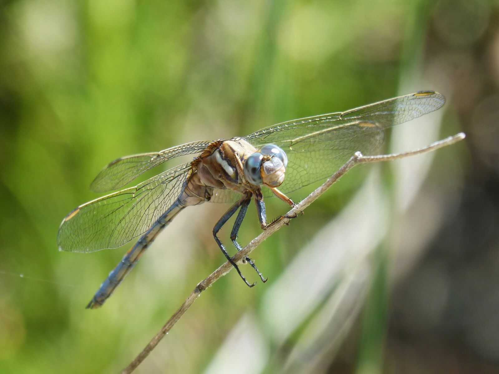 Panasonic DMC-FZ62 sample photo. Dragonfly, blue dragonfly, orthetrum photography