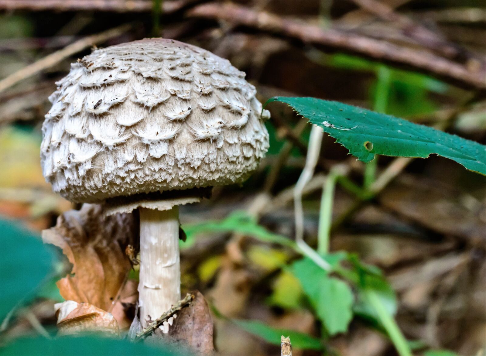 Tamron SP AF 60mm F2 Di II LD IF Macro sample photo. Lamellar mushrooms, mushrooms, lamellar photography