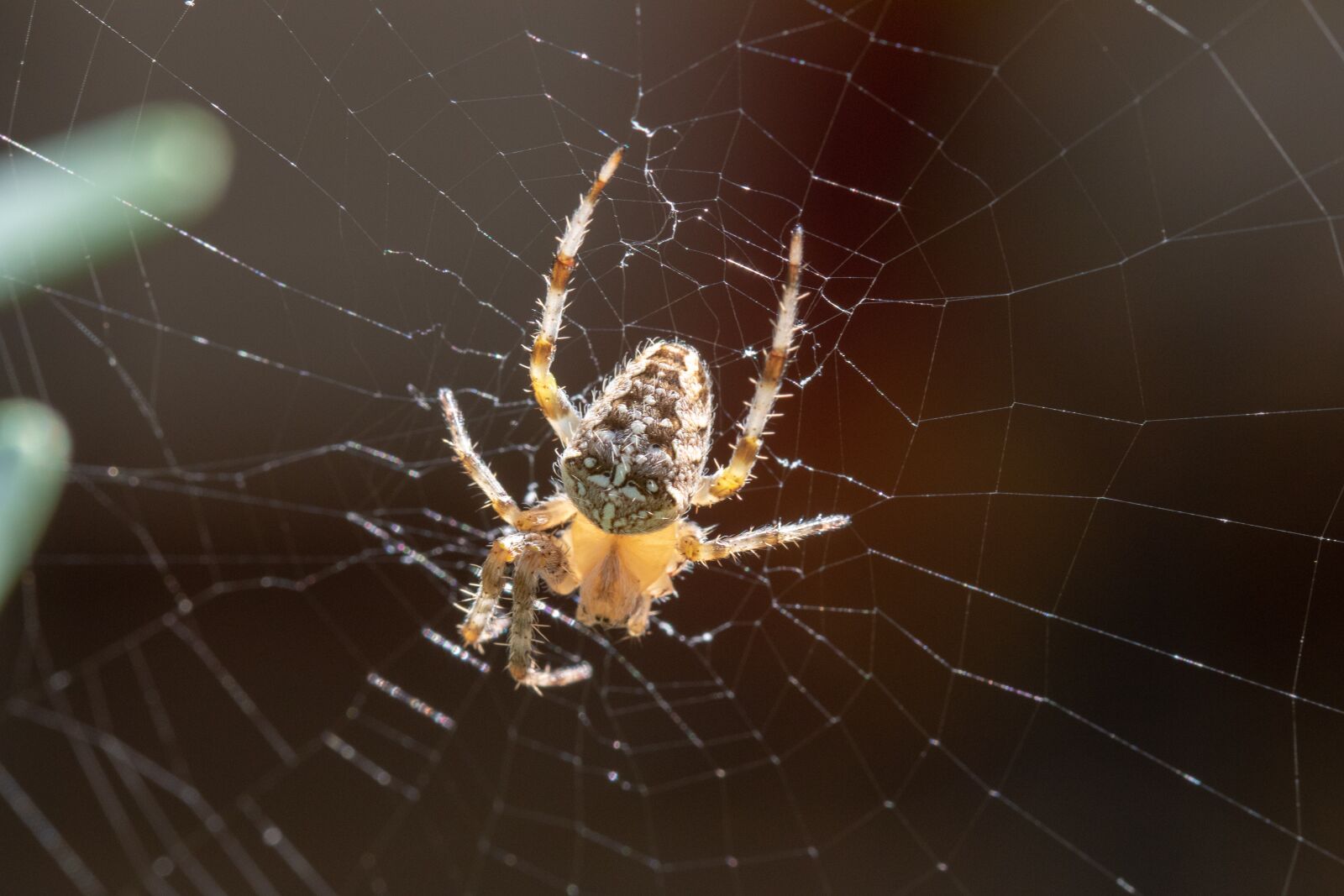 Canon EF 100mm F2.8L Macro IS USM sample photo. Nature, insect, spider photography
