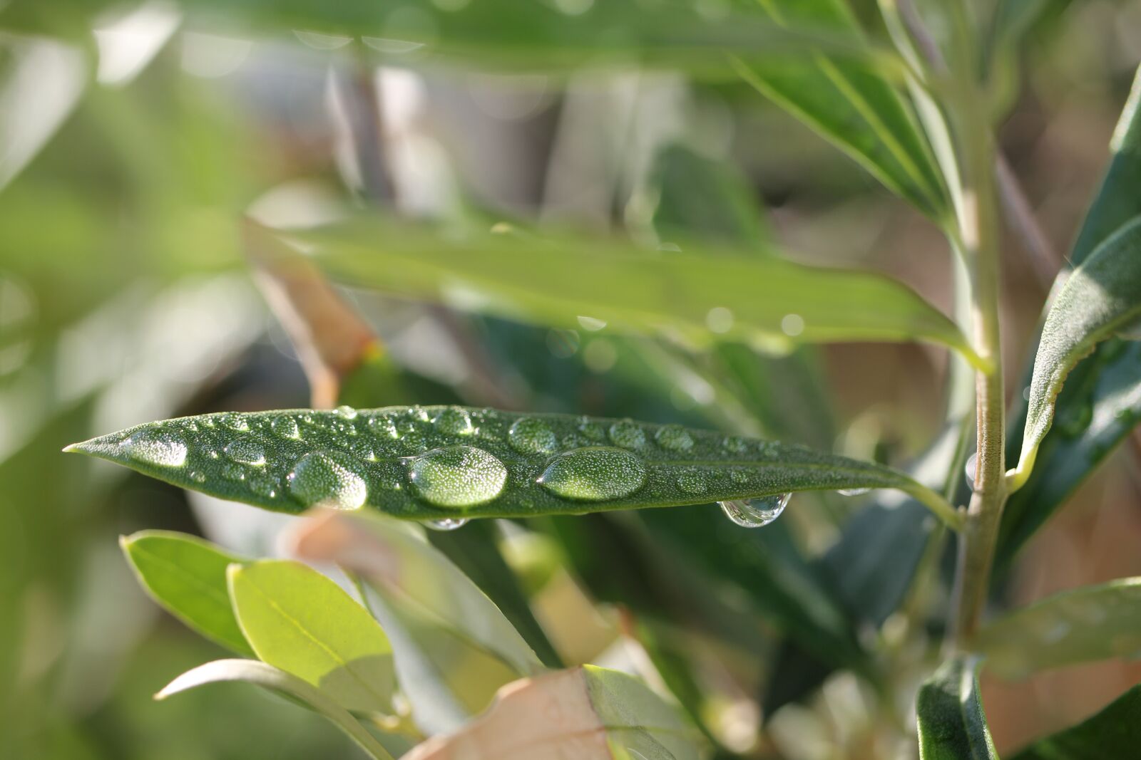 Canon EOS 550D (EOS Rebel T2i / EOS Kiss X4) sample photo. Olive tree, leaves, drop photography
