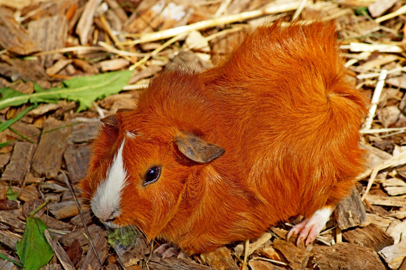 Sony SLT-A58 sample photo. Sea pig, animal, guinea photography