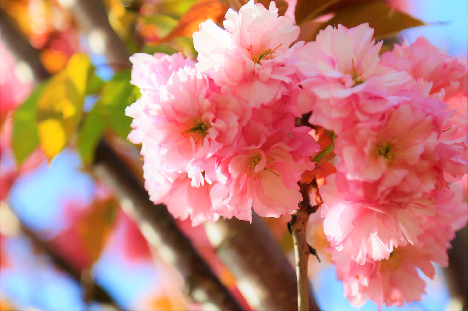 Canon EF 24-105mm F4L IS USM sample photo. Flowers, spring, nature photography