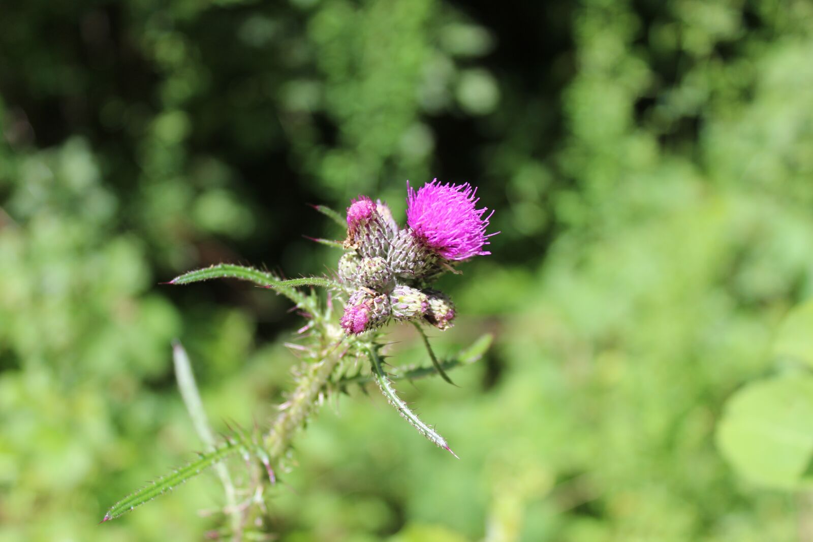 Canon EOS 1200D (EOS Rebel T5 / EOS Kiss X70 / EOS Hi) sample photo. Thistle, flower, macro photography