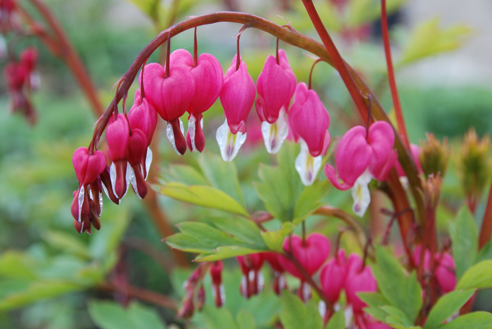 Nikon D80 sample photo. Watery heart, blossom, bloom photography