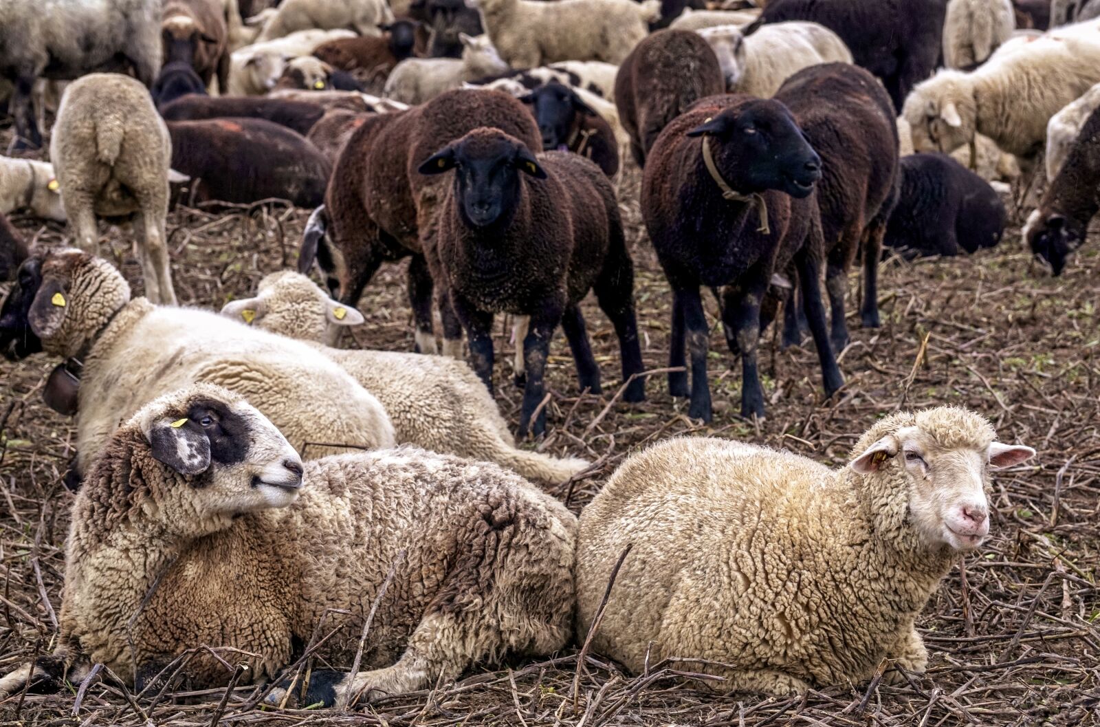 Sony ILCA-77M2 + Sony DT 55-300mm F4.5-5.6 SAM sample photo. Sheep, pack, flock photography