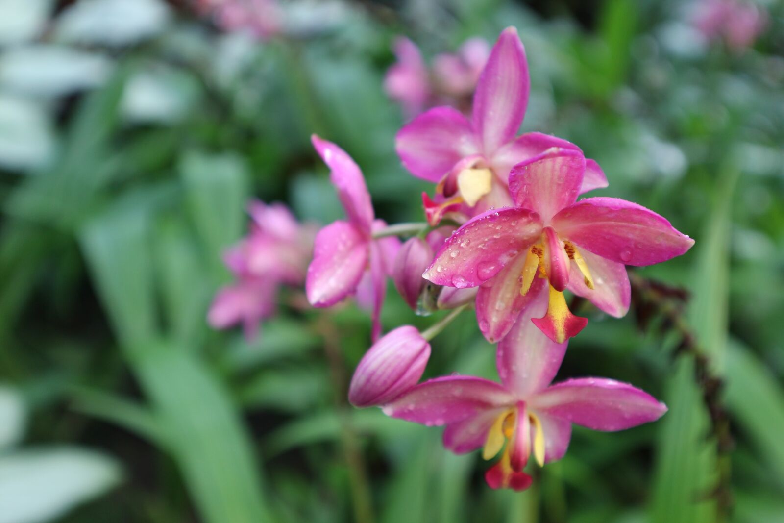 Canon EOS M10 sample photo. Plant, ornamental, kind of photography