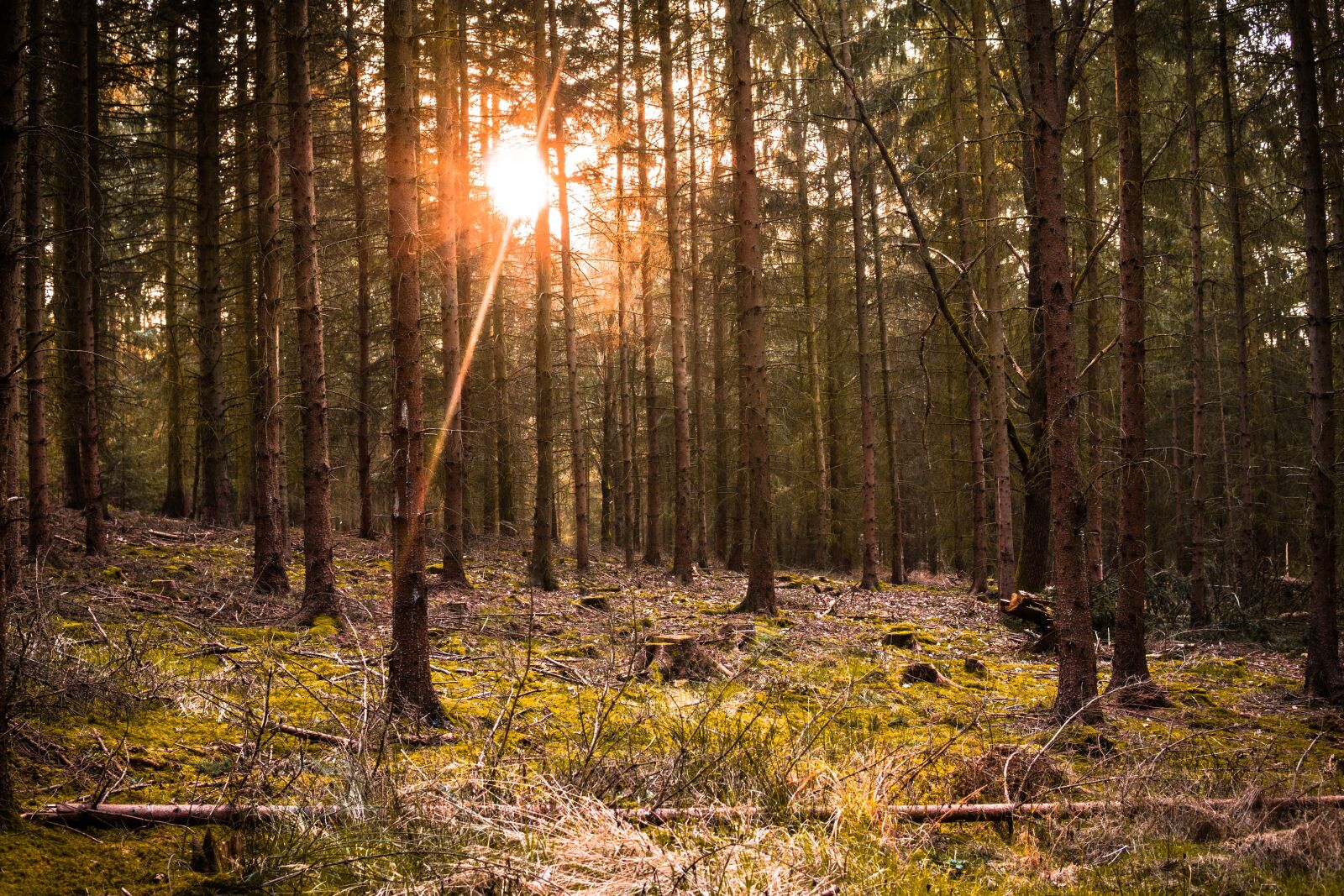 Sony a6000 sample photo. Forest, trees, sun photography