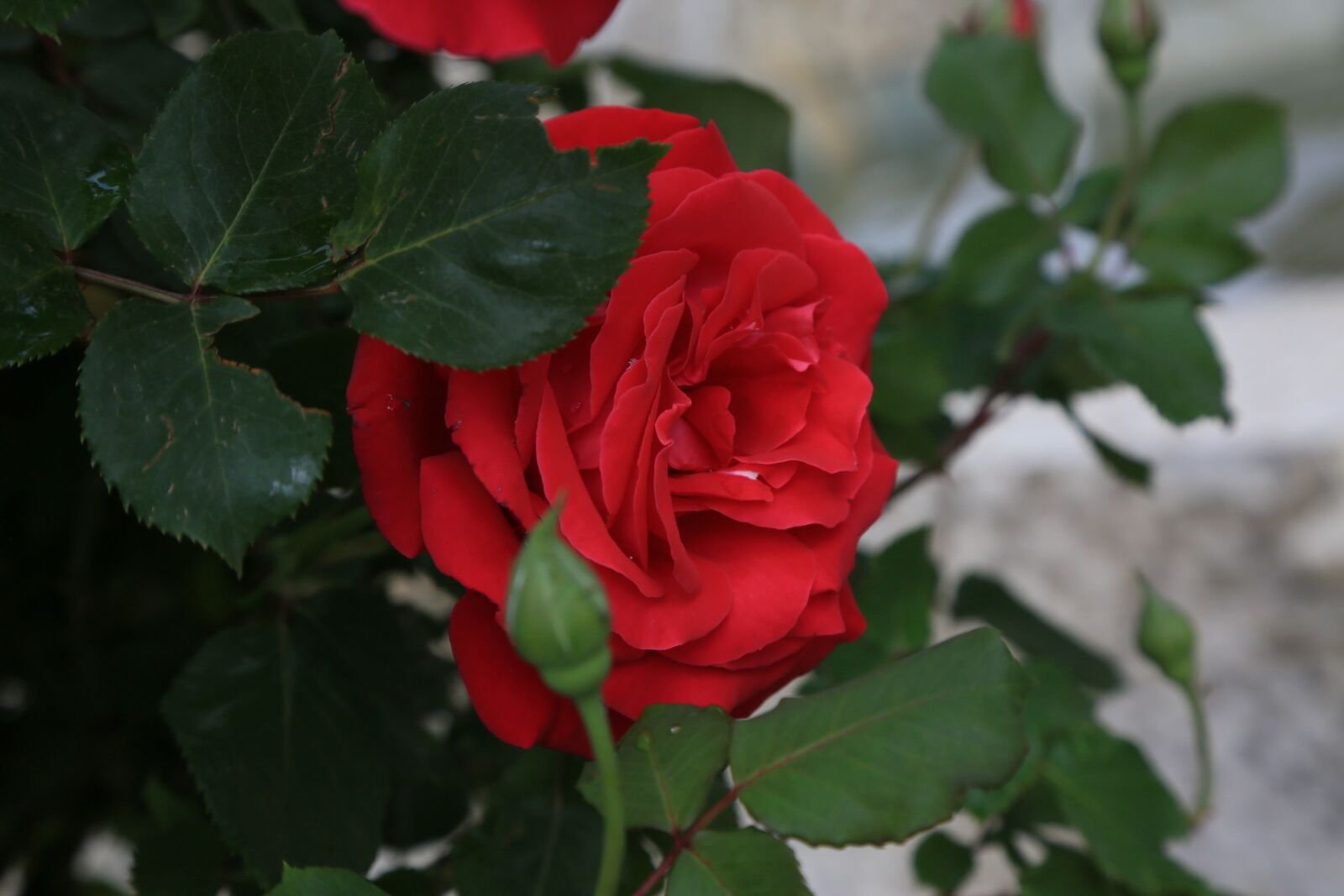 Canon EF 24-105mm F4L IS USM sample photo. Rose, red, spring photography
