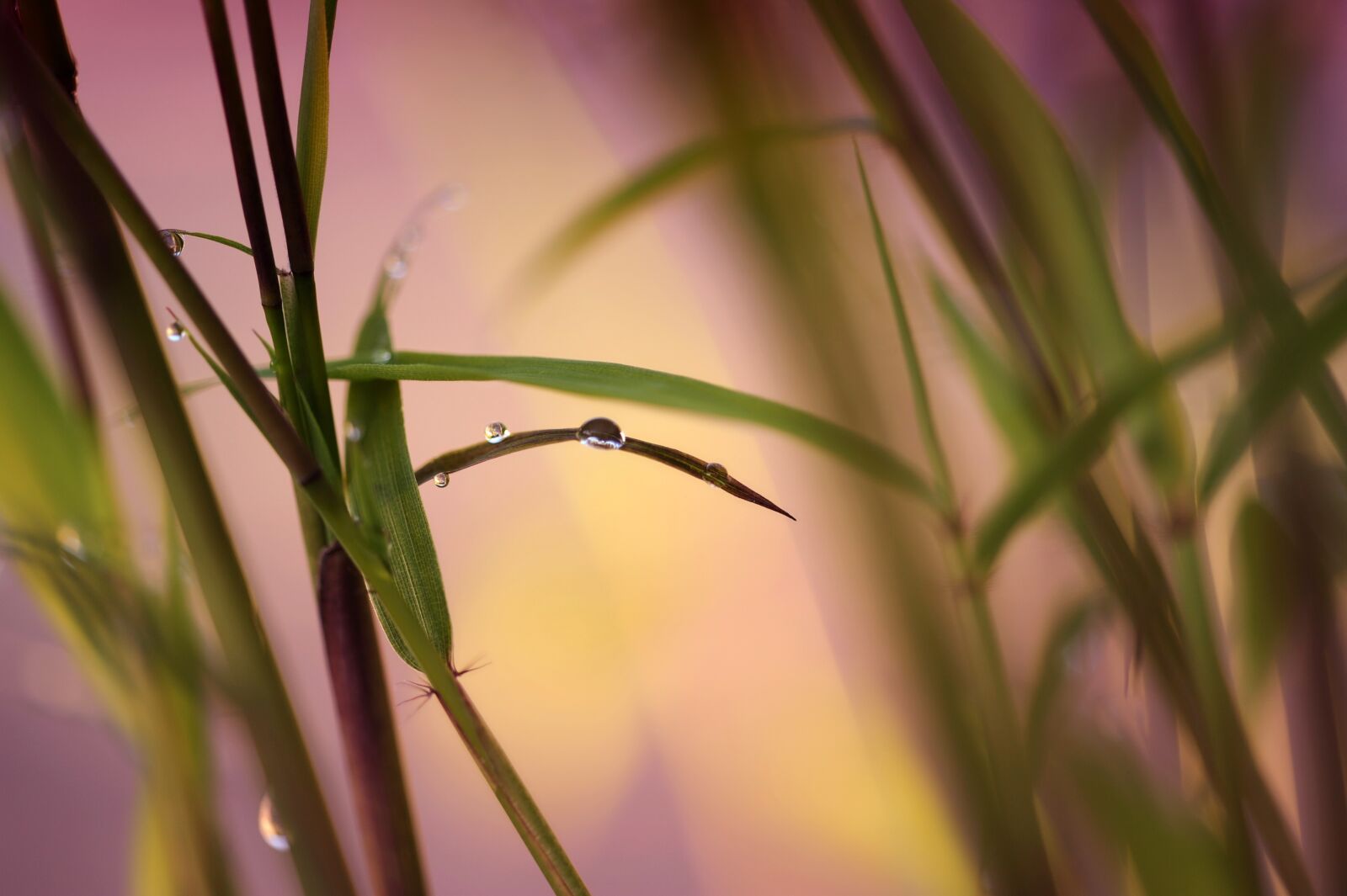 Nikon D3S sample photo. Bamboo, drip, raindrop photography
