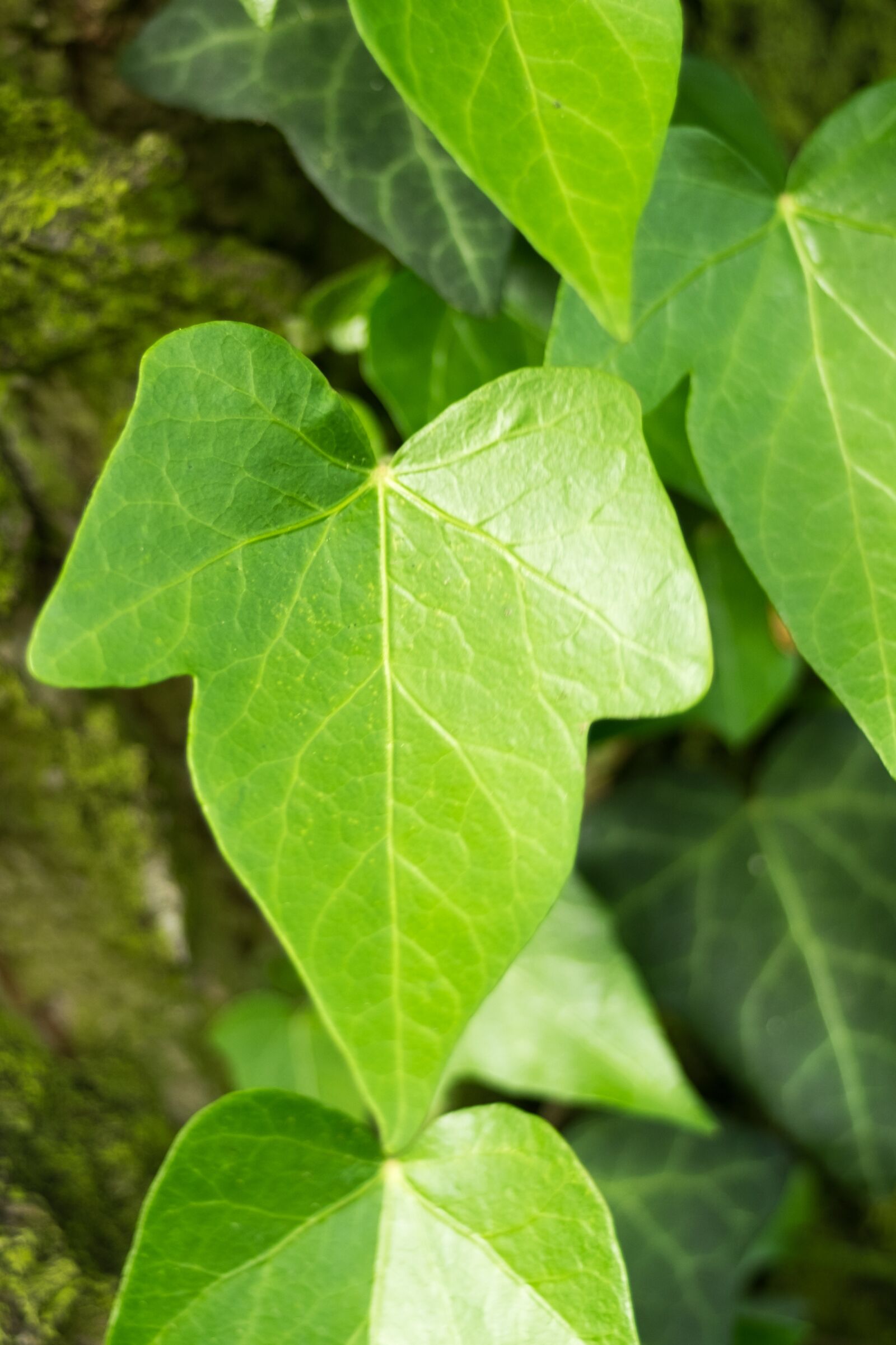 Fujifilm X-T10 sample photo. Ivy, creeper, leaf photography