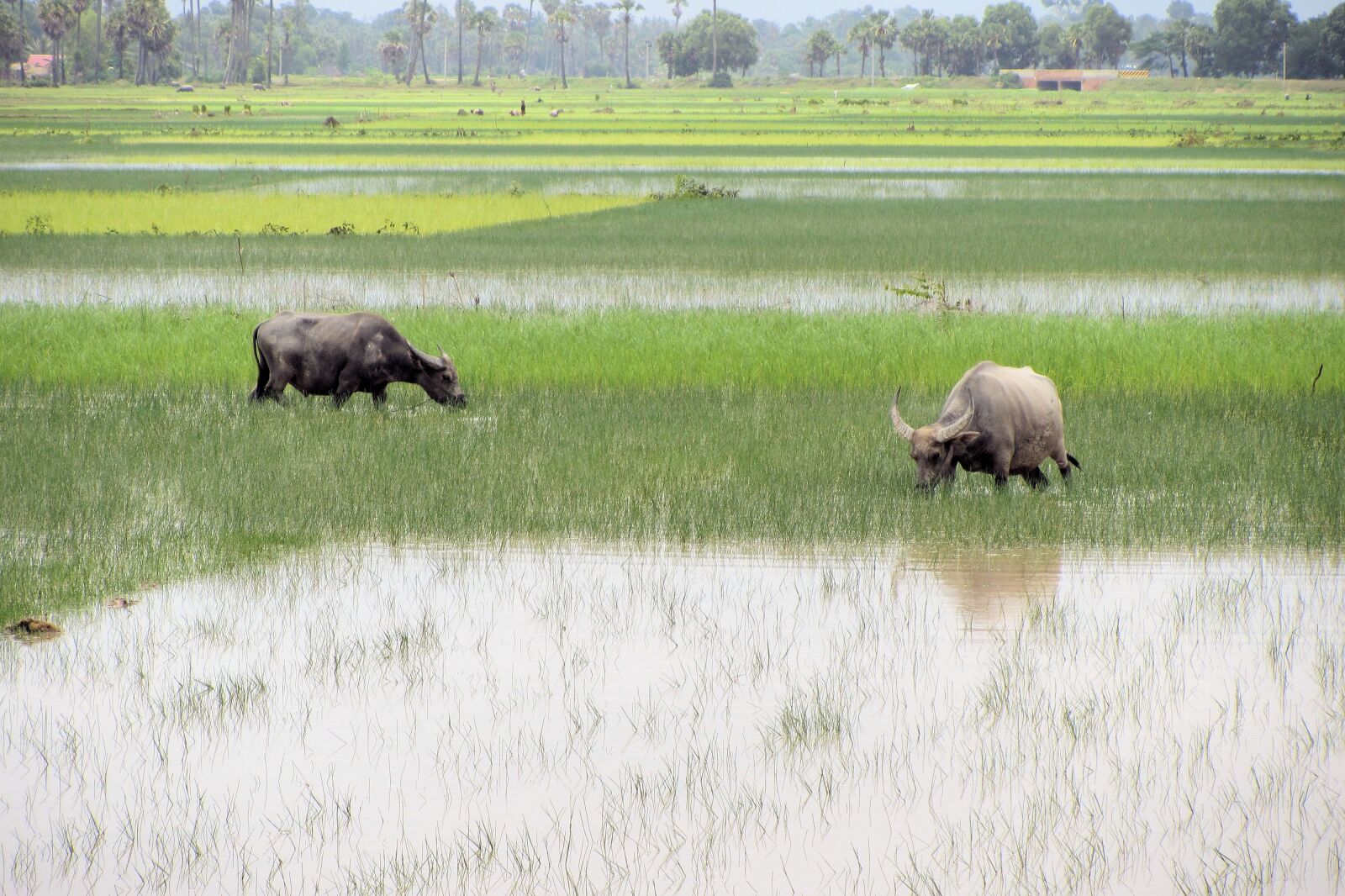 Canon PowerShot SX220 HS sample photo. Mammal, animal, grass photography
