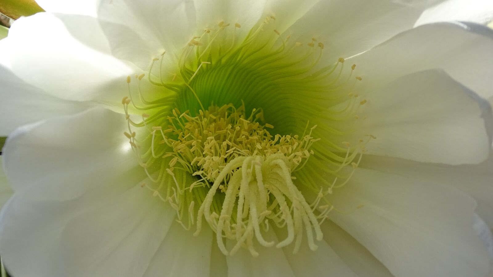 Sony Cyber-shot DSC-HX400V sample photo. Flor de cactus, san photography