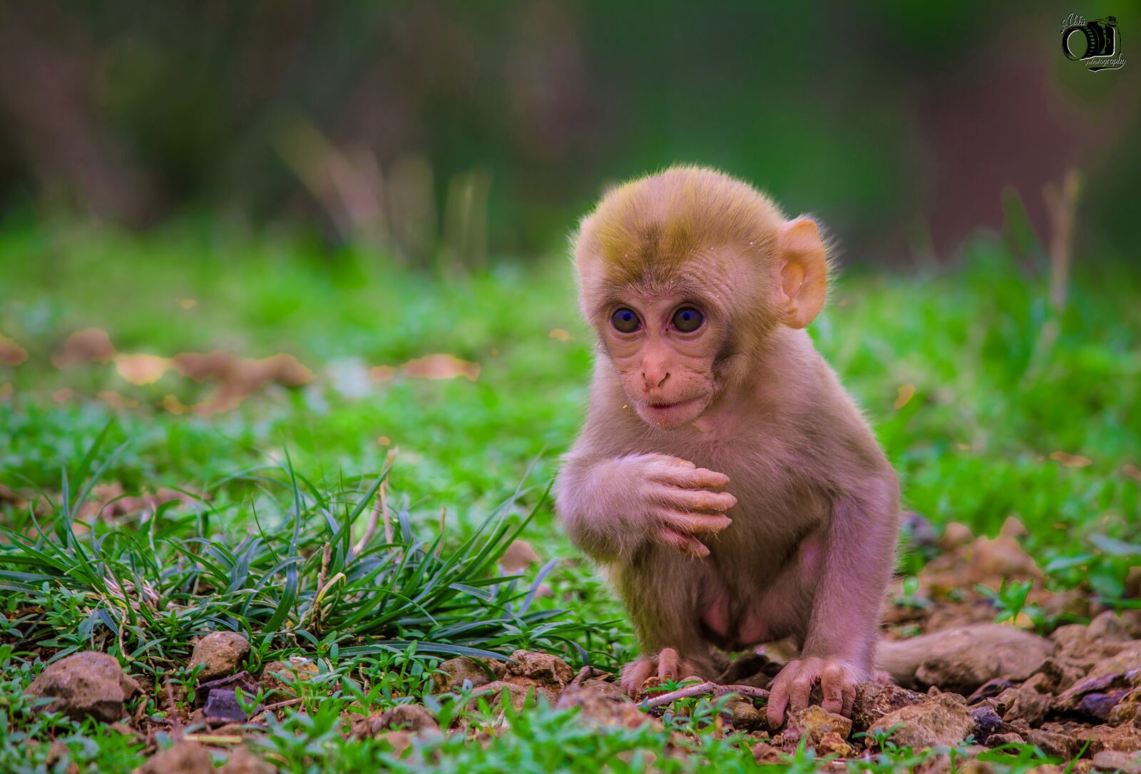 Canon EOS 700D (EOS Rebel T5i / EOS Kiss X7i) sample photo. Cute, animals, monkey photography