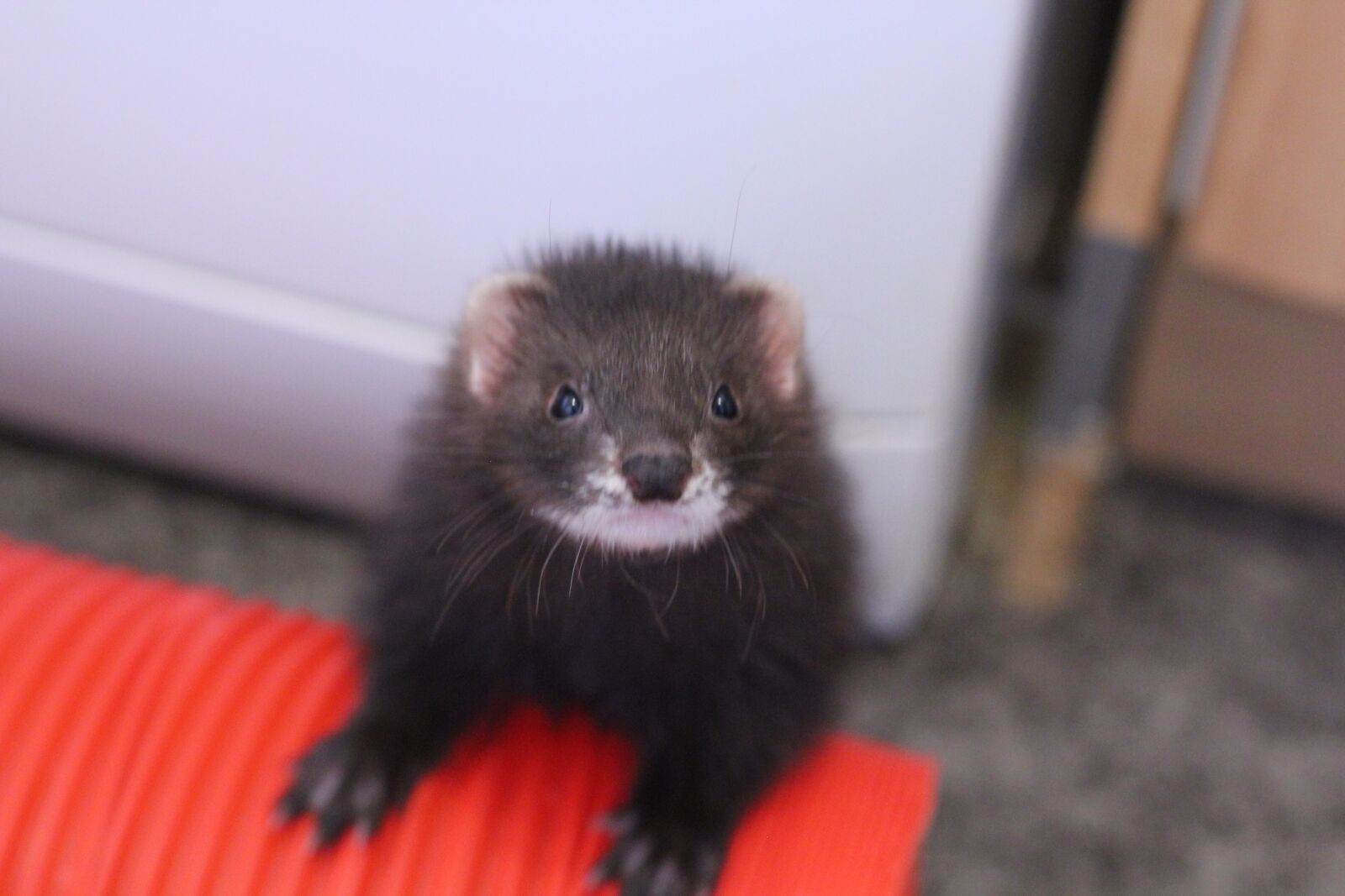 Canon EOS 550D (EOS Rebel T2i / EOS Kiss X4) sample photo. Ferret, mustelids, pet photography
