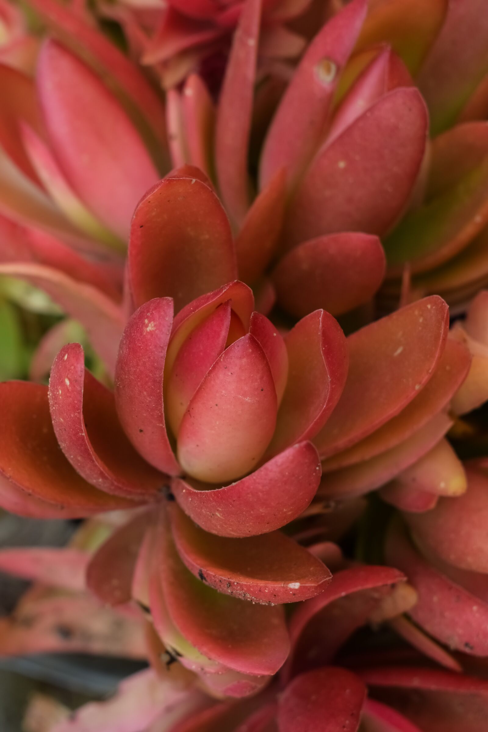 Nikon D3300 sample photo. Cactus, plant, nature photography