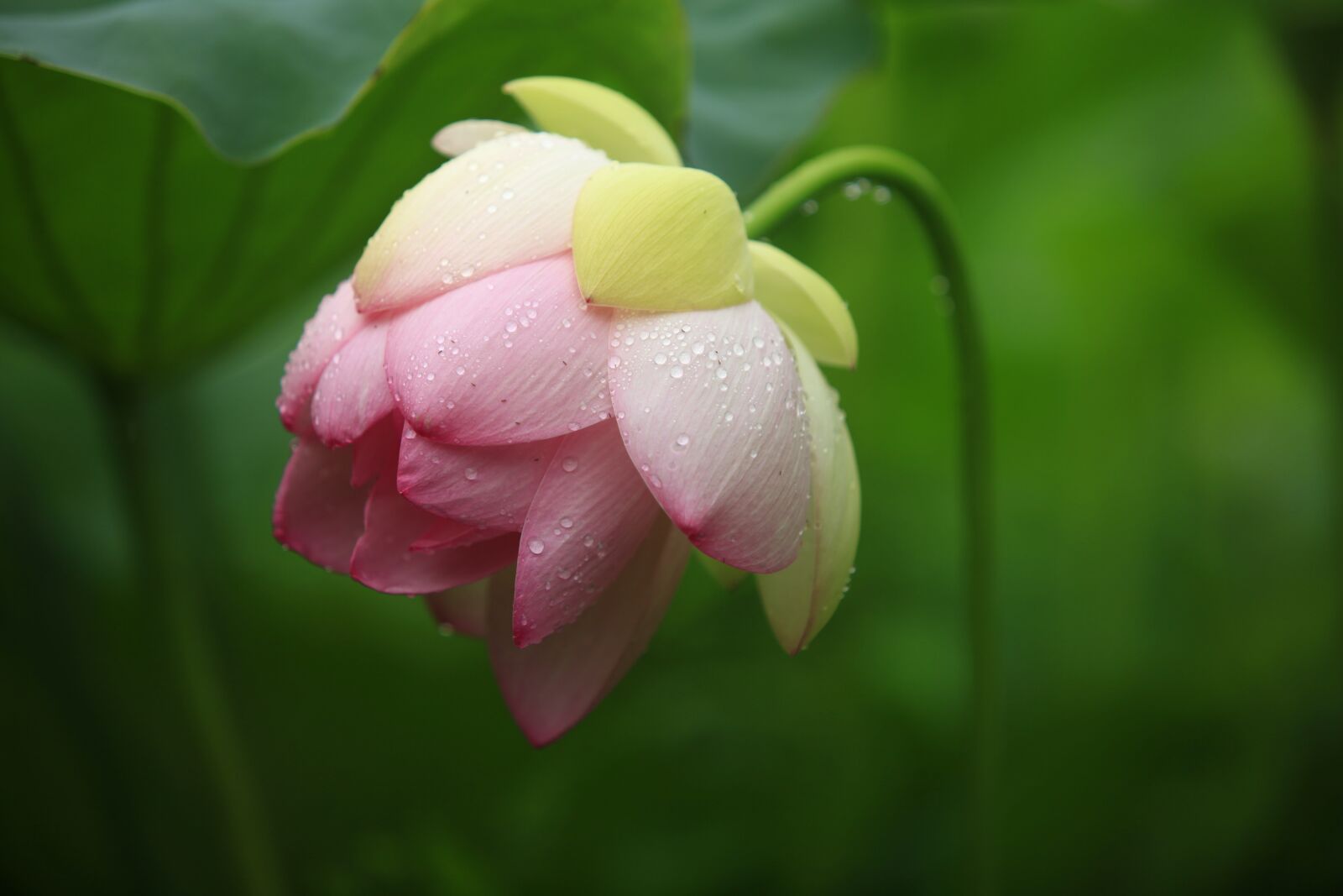Canon EOS 5D Mark II sample photo. Lotus, kite, flowers photography