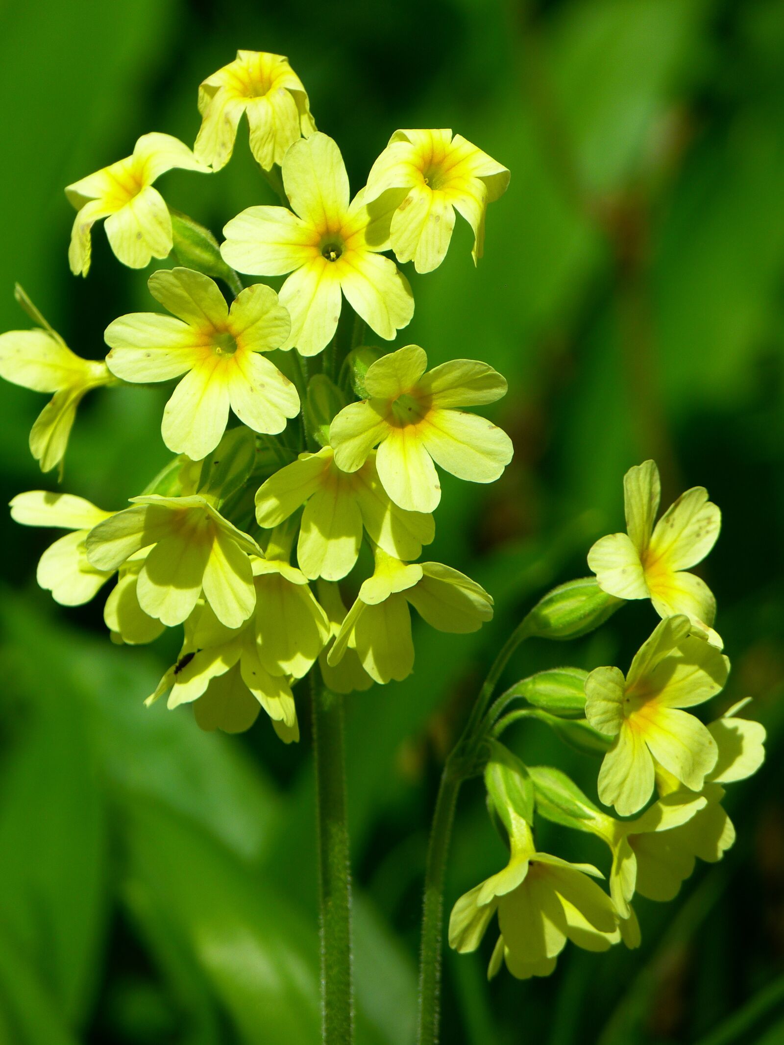 Panasonic Lumix DMC-FZ150 sample photo. Cowslip, forest primrose, high photography