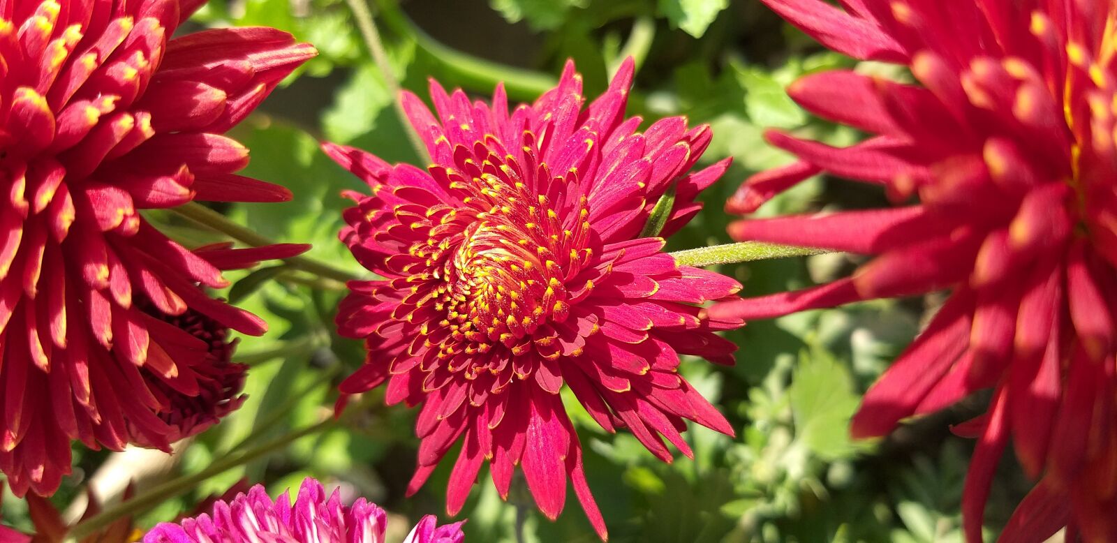 Samsung Galaxy J8 sample photo. Flower, red, nature photography