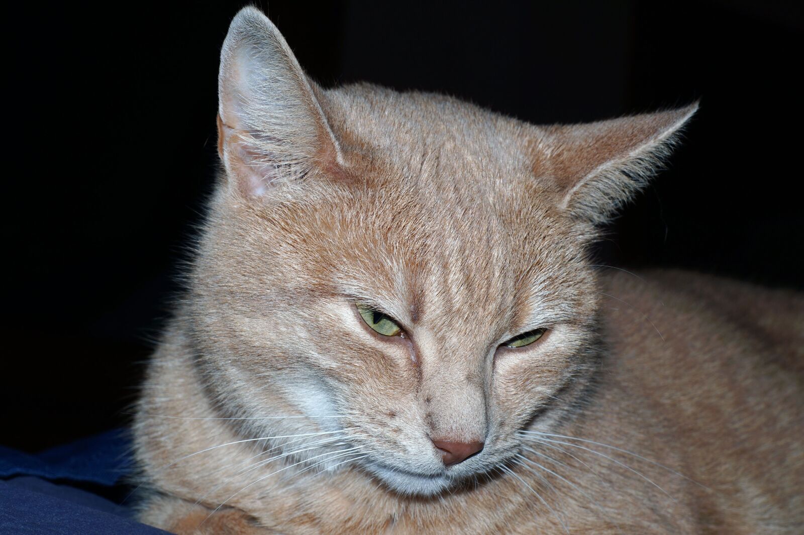 Sony SLT-A58 sample photo. Cat, pet photography