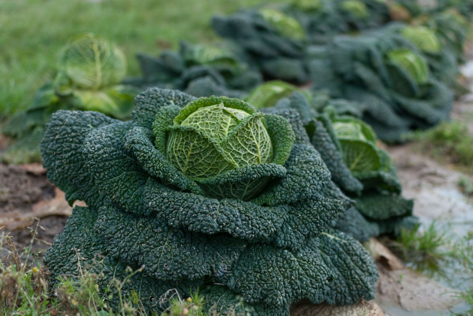 Nikon D80 sample photo. Nature, food, plant photography