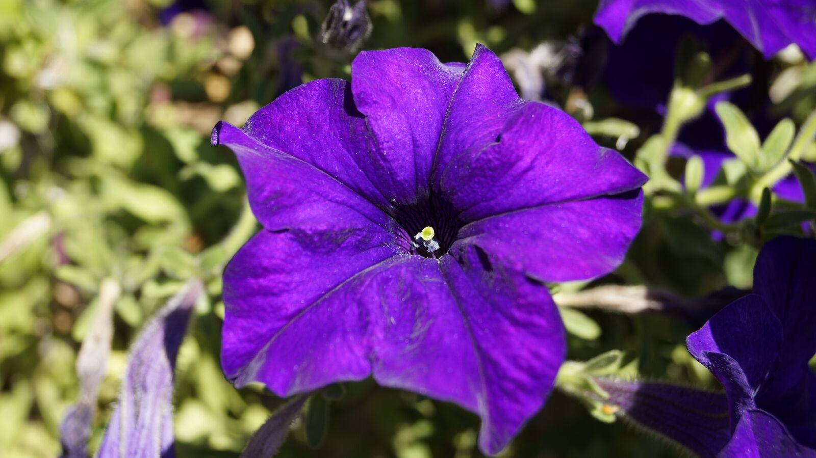 Sony SLT-A58 + Sony DT 18-55mm F3.5-5.6 SAM II sample photo. Flower, purple, garden photography