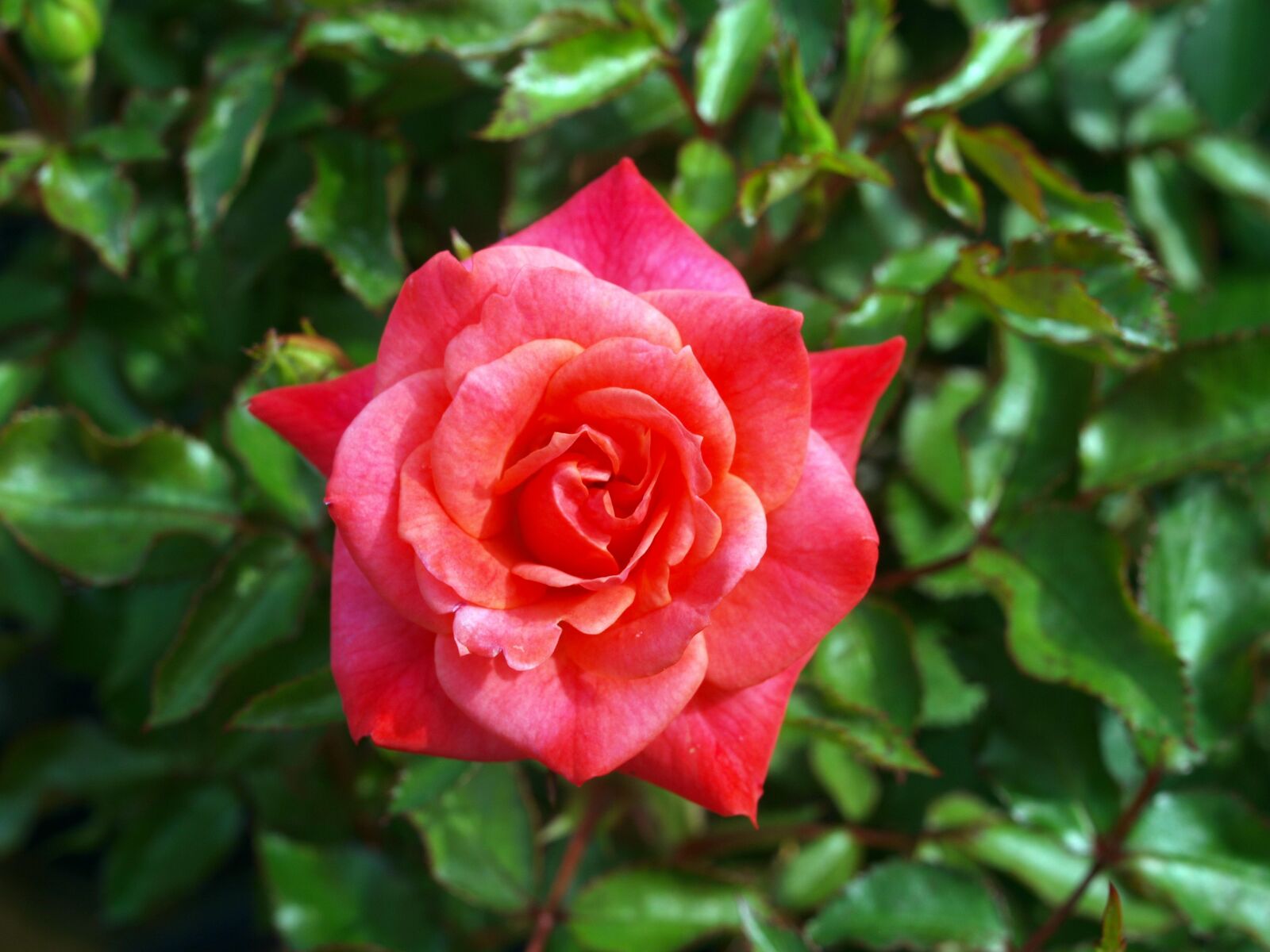 Olympus E-520 (EVOLT E-520) sample photo. Flower, rose, flora photography