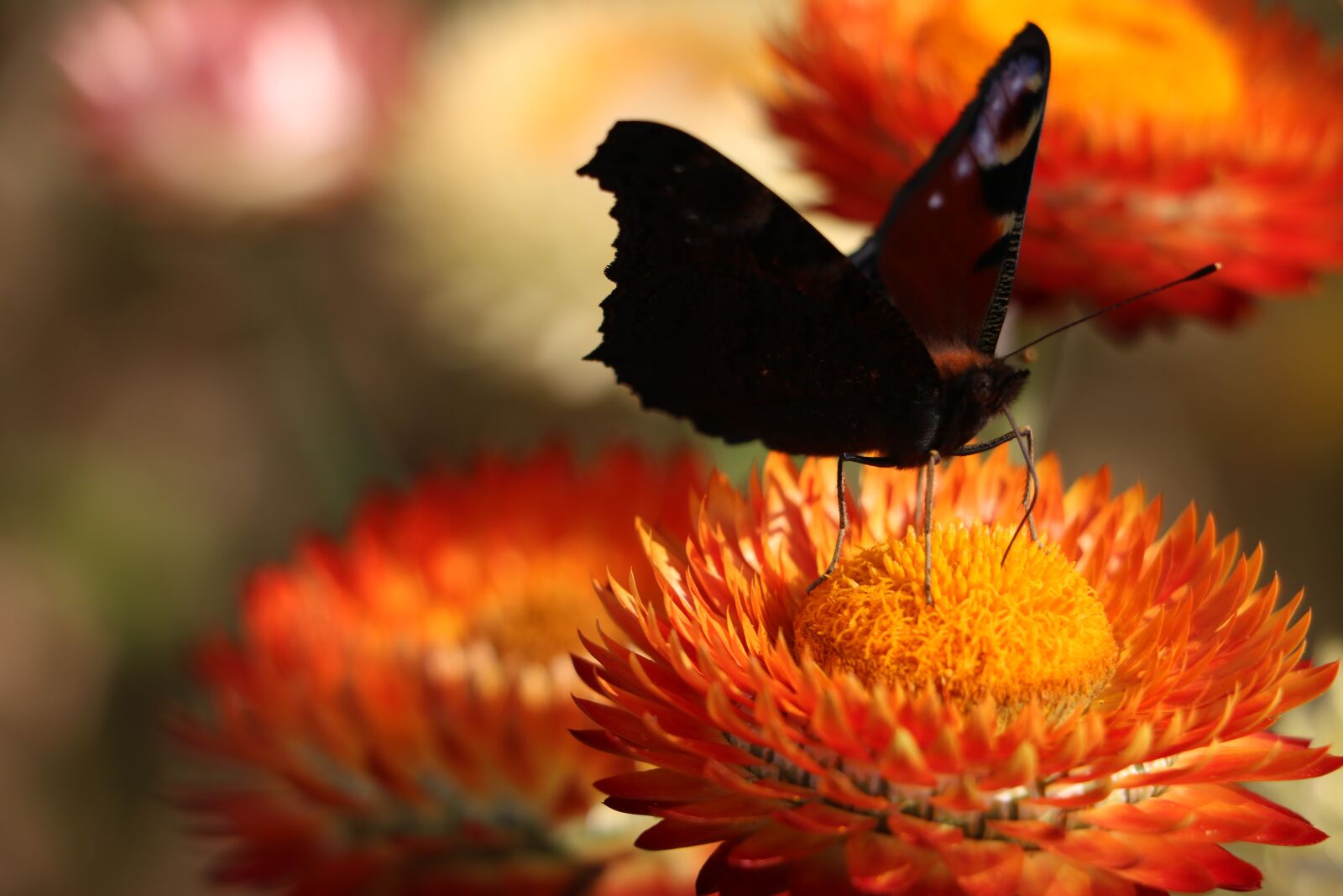 Canon EOS 750D (EOS Rebel T6i / EOS Kiss X8i) sample photo. Italicum, butterfly, flower photography