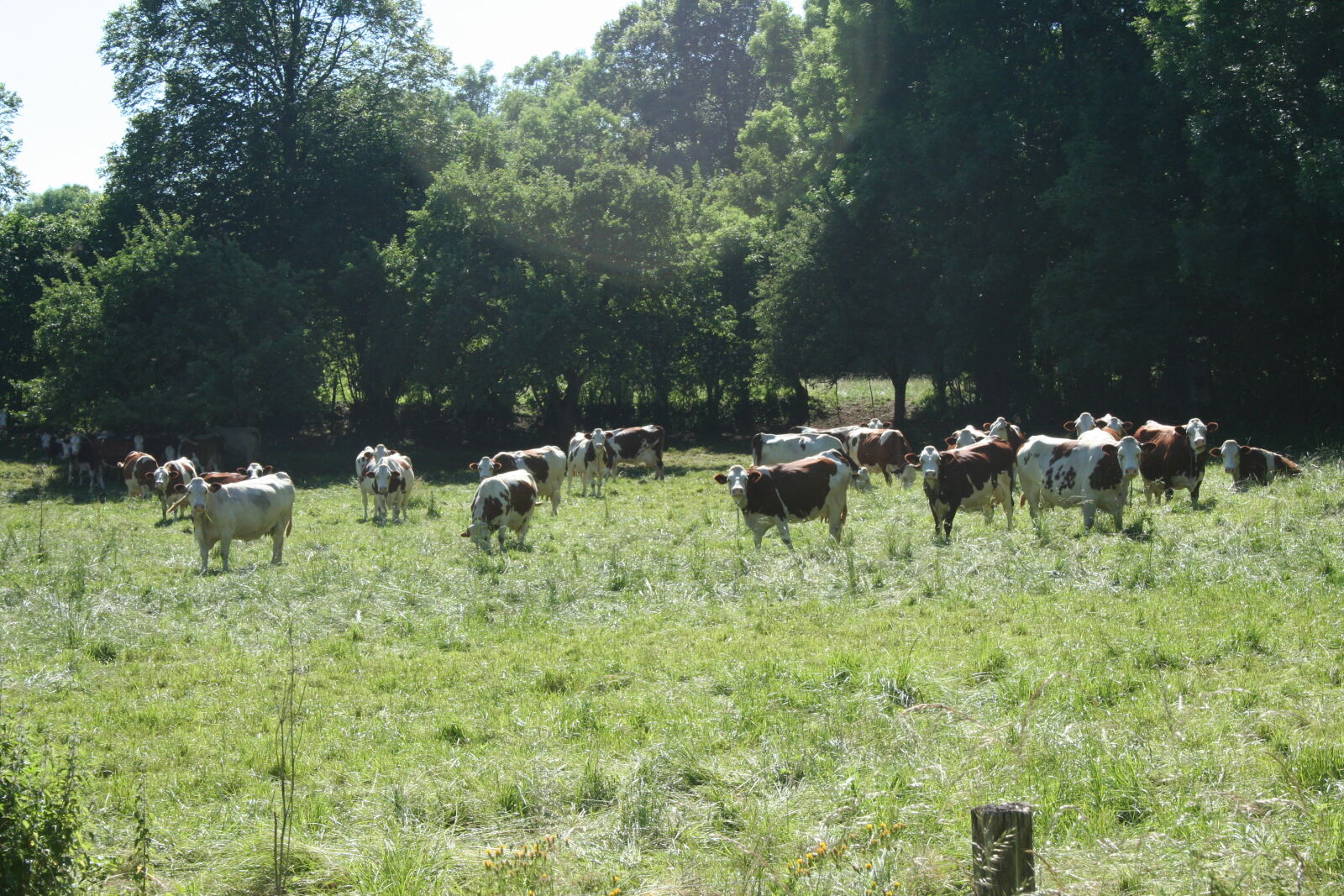 Canon EOS 350D (EOS Digital Rebel XT / EOS Kiss Digital N) sample photo. Cow photography