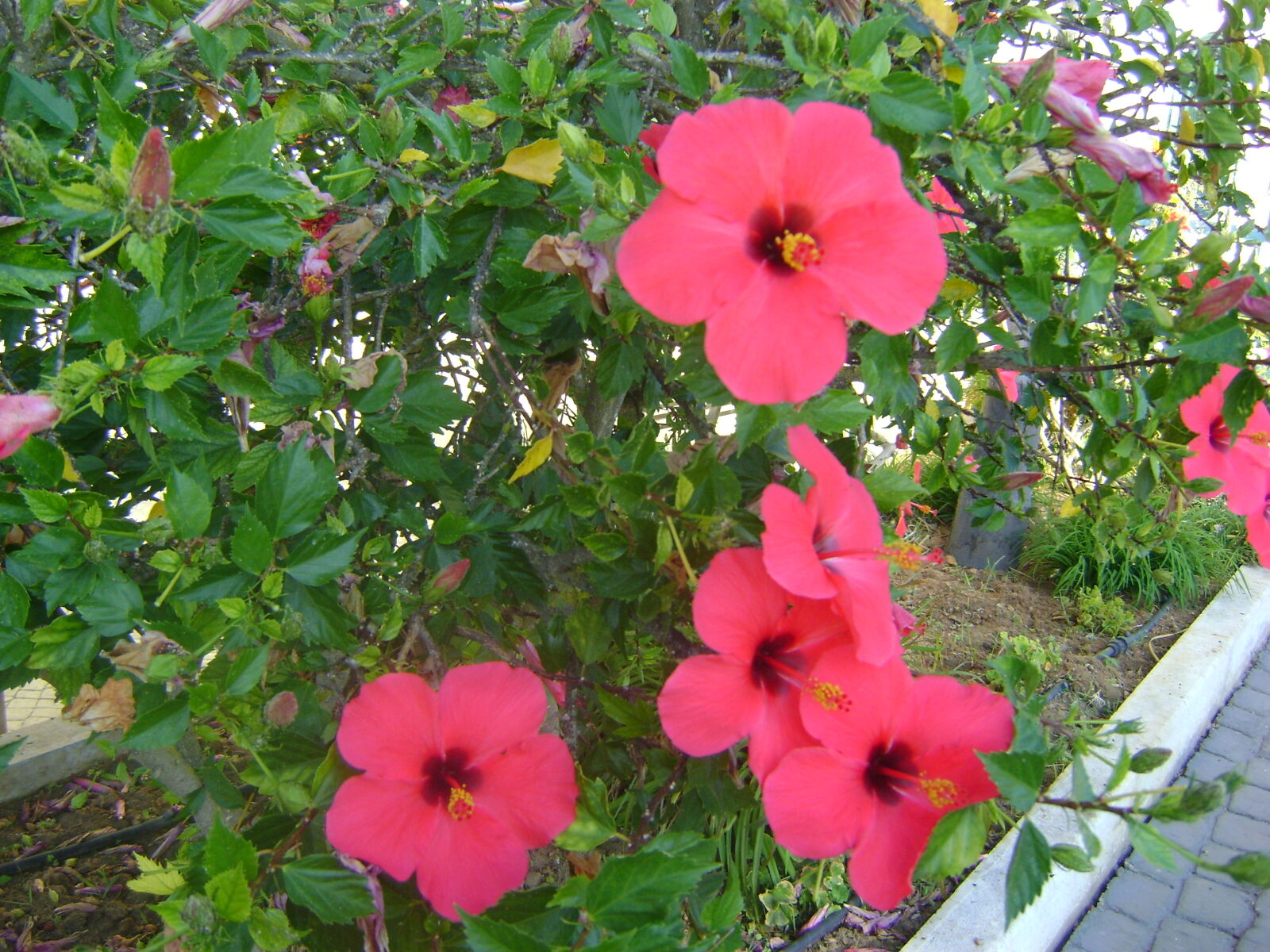 Sony DSC-S730 sample photo. Hibiscus, flower photography