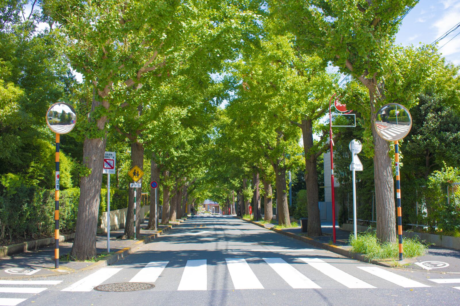 Nikon D3500 sample photo. Denenchofu, tree-lined avenue, green photography