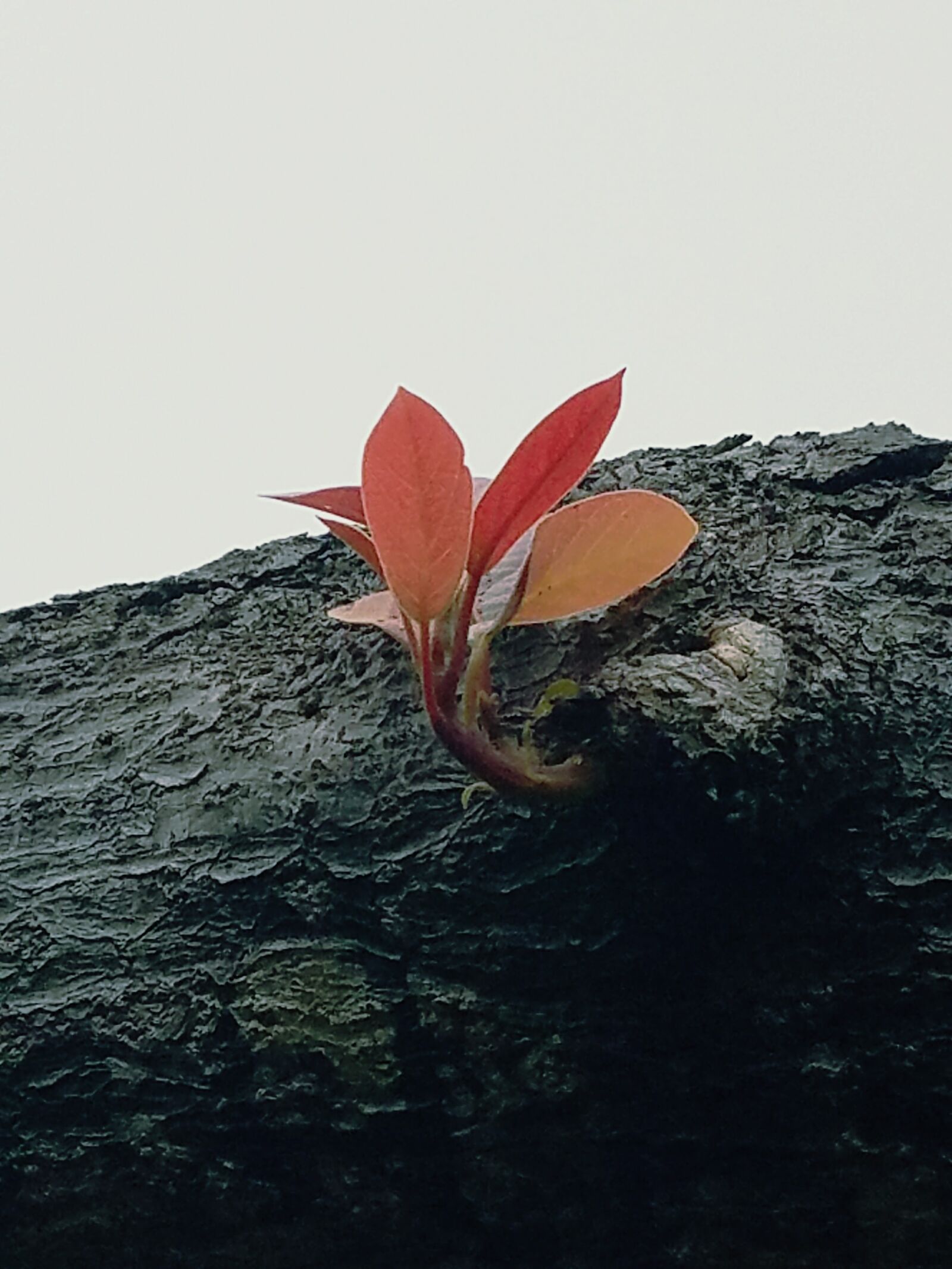 Samsung Galaxy S7 Edge sample photo. Leaves, sprouting, trunk photography