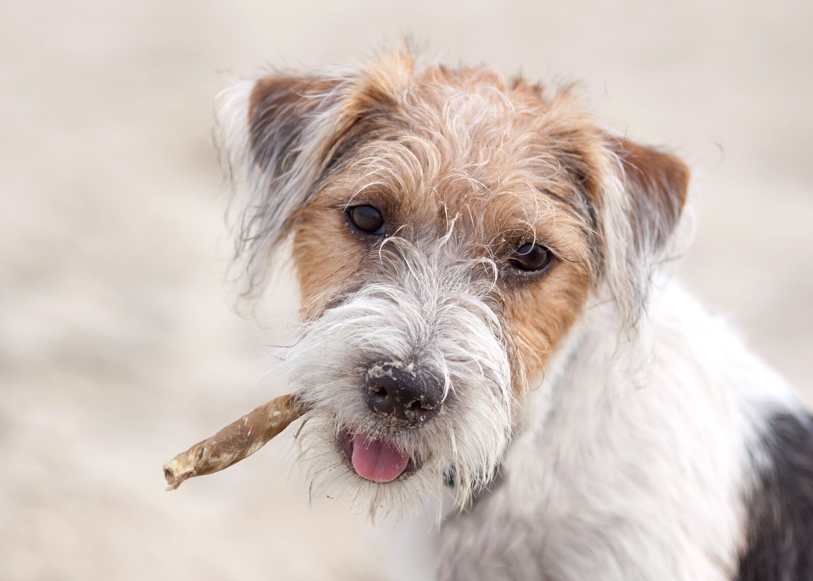Canon EOS 50D sample photo. Dog, terrier, parson photography