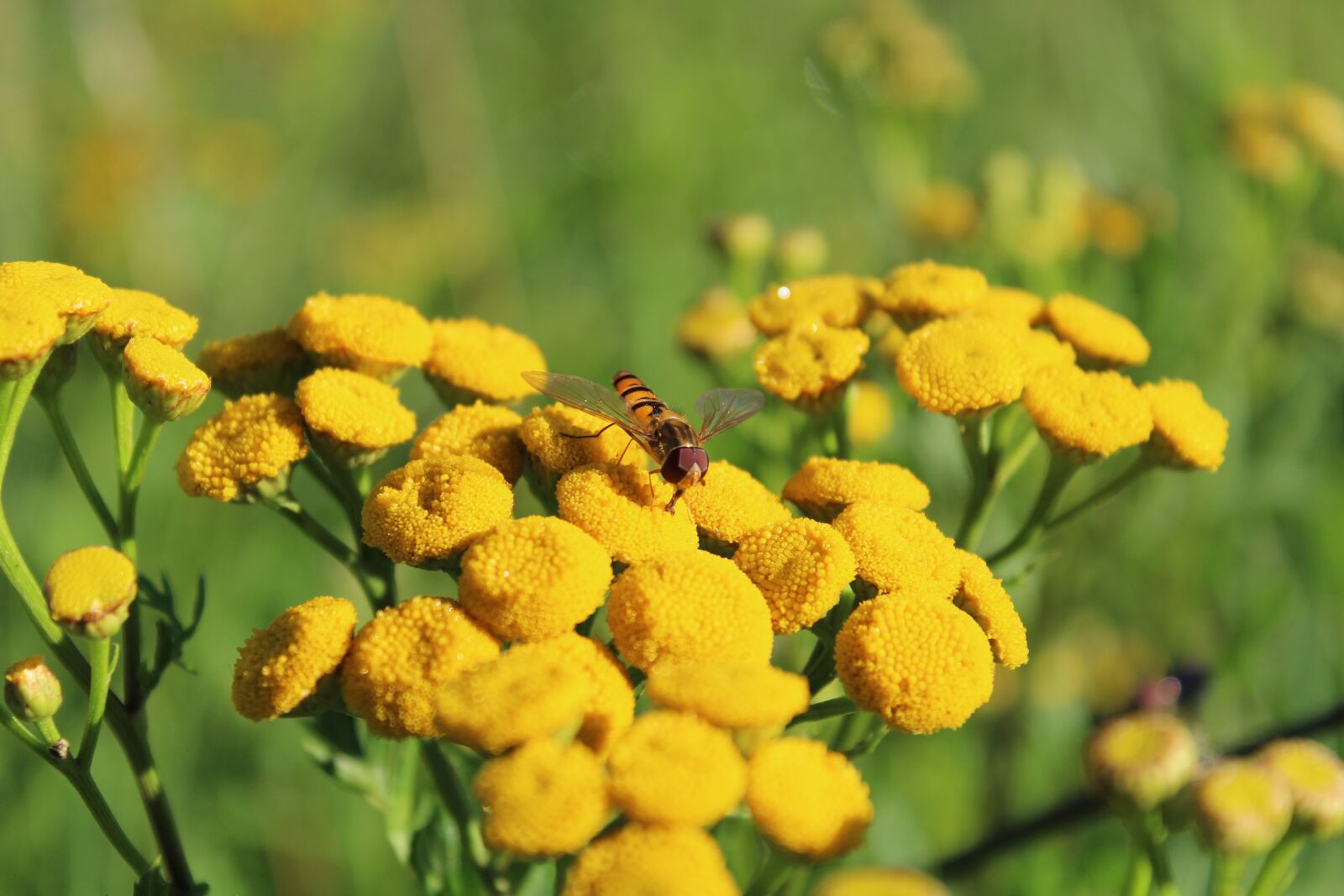 Canon EOS 1300D (EOS Rebel T6 / EOS Kiss X80) sample photo. Flower, wasp, nature photography