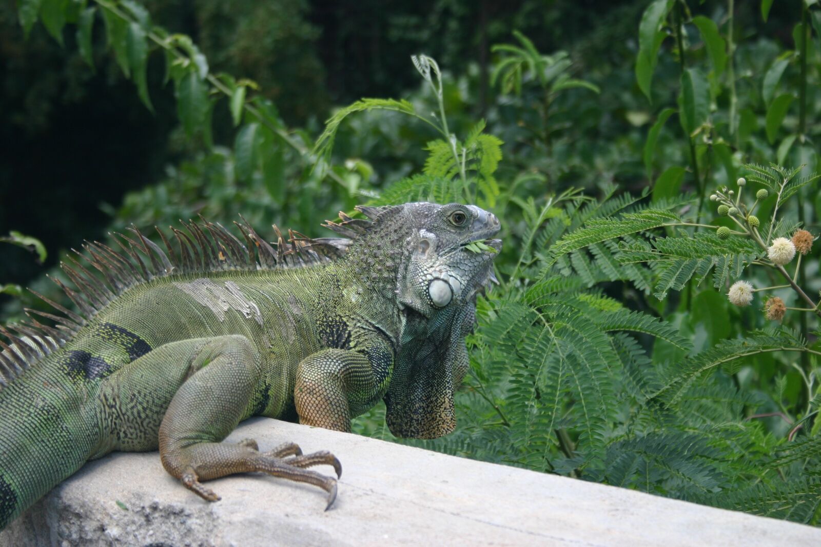 Canon EOS 300D (EOS Digital Rebel / EOS Kiss Digital) sample photo. Iguana, lizard, vieques photography